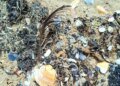 В Одесской области снова мазут на пляже: море выбросило яд и мертвую рыбу
