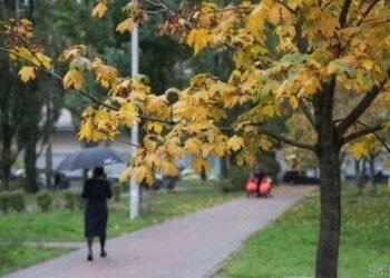 Київ під ударом стихії: сильний вітер загрожує людям і автівкам