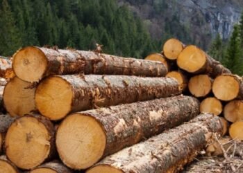 Украина запретила экспорт необработанной древесины