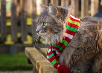 В Украину мчится похолодание: синоптики рассказали о погоде в начале ноября