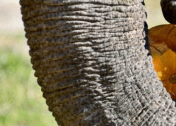 Смачний сюрприз для найбільшого мешканця Київзоо: що чекає на відвідувачів, — ФОТО