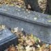 Від руїн до пам’ятки: містична історія Флорівського цвинтаря в Києві