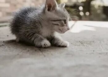 Во Львовской области от бешенства умерла 40-летняя женщина — ее укусил котенок