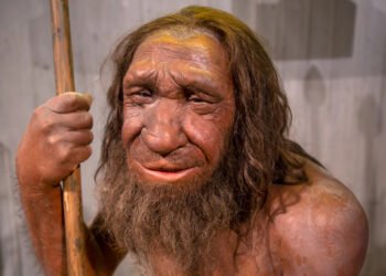 Поглощение, а не исчезновение: неандертальцы никогда не вымирали, согласно исследованию