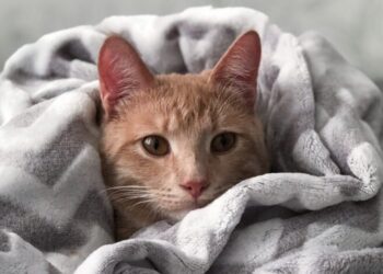 Украину накроет непогода: где ждать дождей, снега и сильного ветра