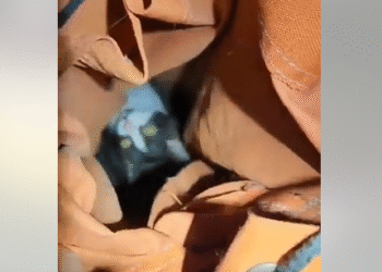 Кіт-камікадзе в Києві: кілька днів у вентиляційній шахті і щасливе спасіння