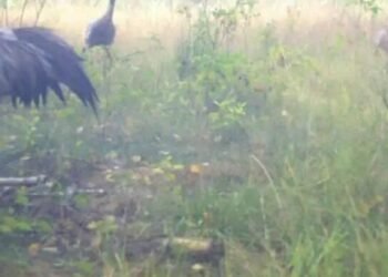 Таємничі мешканці Чорнобильських боліт: що науковці побачили на фотопастках