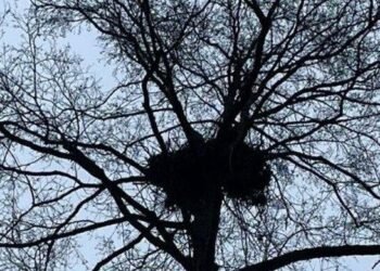 Над зоною відчуження з’явився новий хижак: що знайшли науковці в Чорнобилі