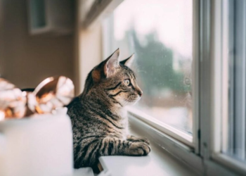 Рождественские морозы близко: в Украину несется настоящая зима, охладит до -11