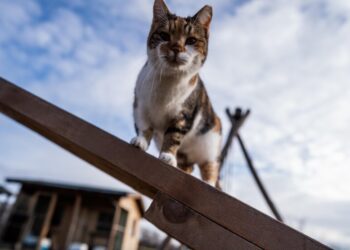 Туман накроет Украину: синоптики объявили желтый уровень опасности