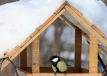 Зимовий еко-тренд: у Києві роблять сотні дерев’яних міні-будинків, — ФОТО