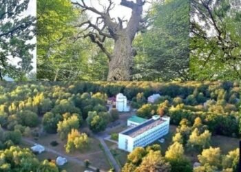 Готелі замість дубів і обсерваторії: у Києві прокуратура йде до суду