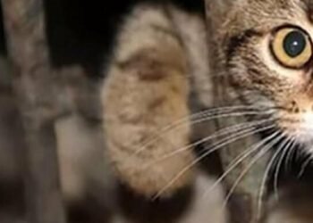 Коти кричать під землею: у Києві тварин масово блокують у підвалах