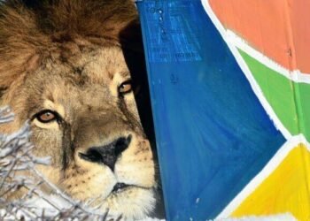 Африканські хижаки у сніжному Києві: як леви адаптувалися до морозів