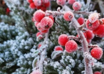 Мороз продержится всю неделю: прогноз Укргидрометцентра