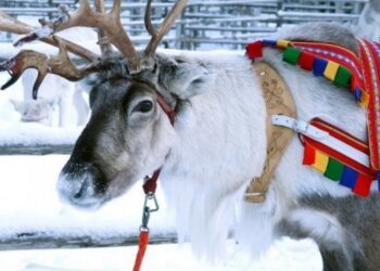 Волки массово атакуют оленей в Финляндии: пастухи обвиняют Россию