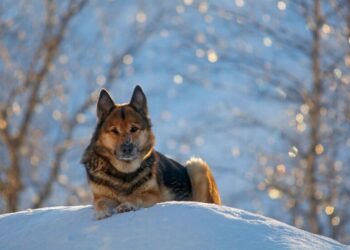 Украинцев пугают морозами до -30: Гидрометцентр ответил, ждать ли лютых холодов