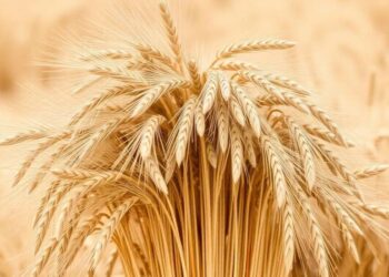 Пшеничное ралли: почему украинское зерно дорожает вопреки мировым трендам