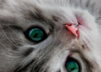 Тварина впала від сильного удару: на Київщині розслідують злочин