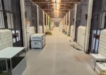 Катастрофа у вольєрах: як виживає Центр порятунку диких тварин на Київщині, — ФОТО