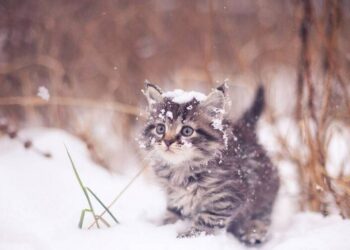 Погодное вторжение: Украину накроют арктические морозы со снегопадами