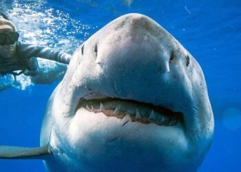 Больше атак на людей и больше жертв: ученые назвали причину «озверения» акул