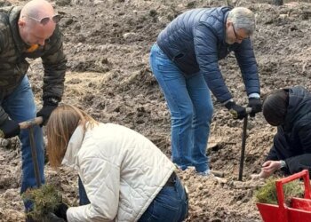 Ліс після обстрілу ожив: у Києві розпочали масштабне відновлення природи