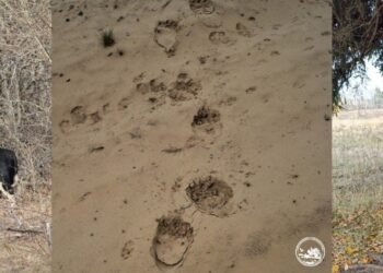 Бій у зоні відчуження: на Київщині ведмідь напав на ватажка стада корів