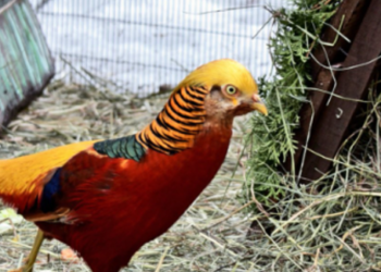 Весняне оновлення: в зоопарку Києва з’явились «дерев’яні піраміди» для птахів, — ФОТО