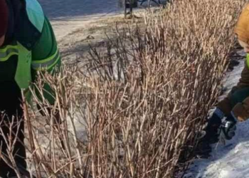 Сотні рослин і догляд за ними: як «оживає» природа Києва, — ФОТО