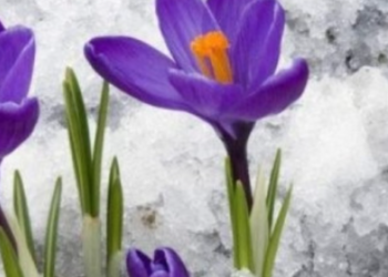 Перевірки і великі штрафи: у Києві «забороняють» купувати квіти, — ФОТО