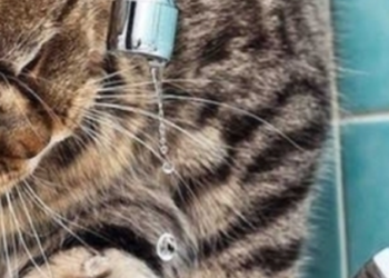 Комунальна катастрофа: чому в Києві зникла вода