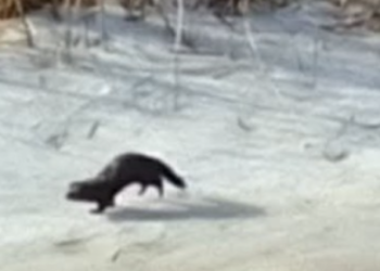 Швидкий, хитрий і агресивний: на Київщині показали американського хижака, — ФОТО