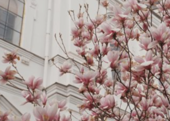 Київ “розквітає” у кадрі: де зробити найгарніші фото цієї весни