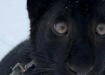 Диво у парку під Києвом: народилося рідкісне чорне дитинча леопарда