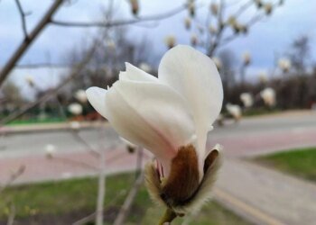 У Києві розквітли перші сакури та магнолії