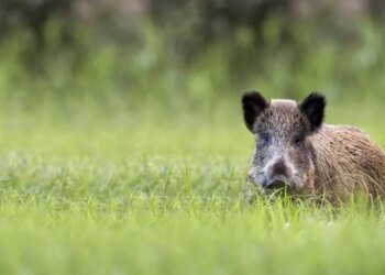 Восстание машин против дикой природы: китайский робот устроил охоту на кабанов в Польше. ВИДЕО