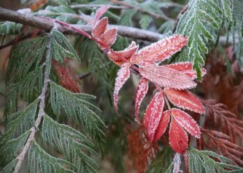 Синоптики попередили про небезпечні заморозки у Києві та області 21-22 квітня