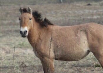 Боротьба за життя: рідкісні коні Пржевальського показались на Київщині