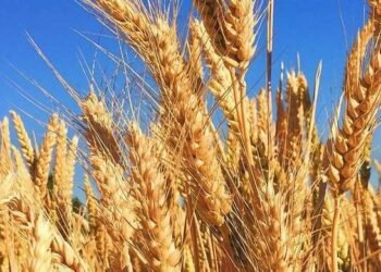 Скандал у Чорнобильській зоні: на Київщині незаконно засіяли сотні гектарів