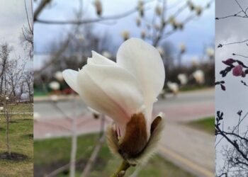 Київ у рожевому цвіті: топ-найкращих місць для прогулянок під сакурами