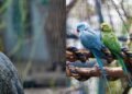 Яскраве поповнення: екзотичні птахи оселилися просто неба в Києві