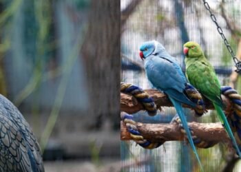 Яскраве поповнення: екзотичні птахи оселилися просто неба в Києві