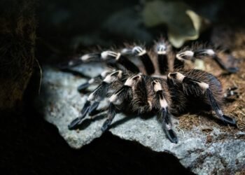 Проснулись на три месяца раньше: в Днепропетровской области заметили первых тарантулов