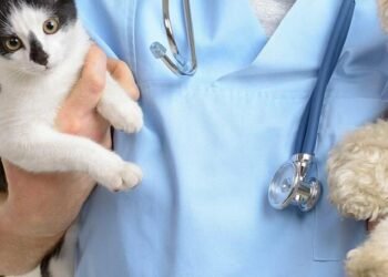 Піклування вигідно: у Києві вдвічі дешевше стерилізують домашніх улюбленців