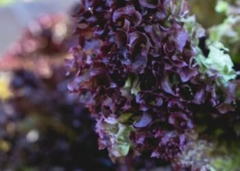 Ярмарки столиці під прицілом: що треба знати відвідувачам цього тижня