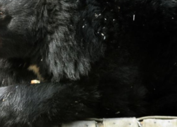 Чорні хижаки-гіганти вийшли на полювання: кого можна побачити в Київзоо, — ФОТО