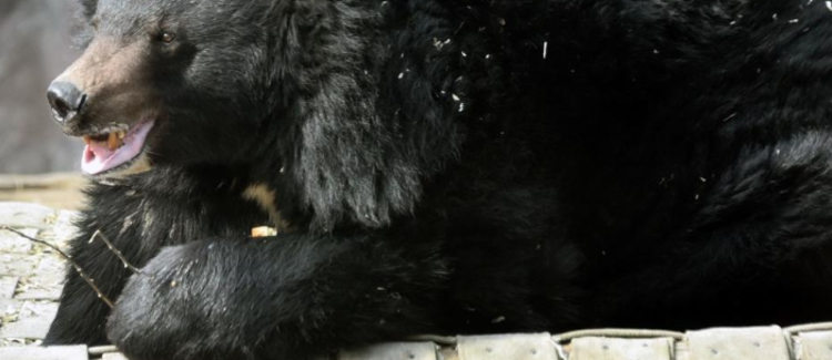 Чорні хижаки-гіганти вийшли на полювання: кого можна побачити в Київзоо, — ФОТО