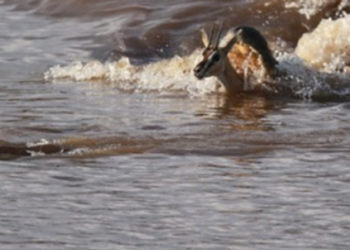 Стрибки на три метри і хованки у воді: в зоопарку Києва показали диких африканських тварин, — ФОТО