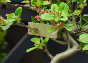 Дерева в мініатюрі: в ботсаду Києва відбудеться безкоштовна виставка, — ФОТО